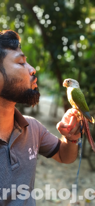 পাইনাপেল কুনুর পাখি